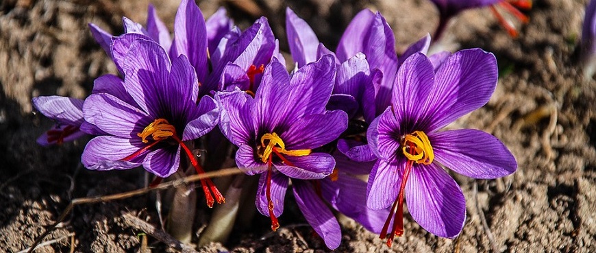 saffron