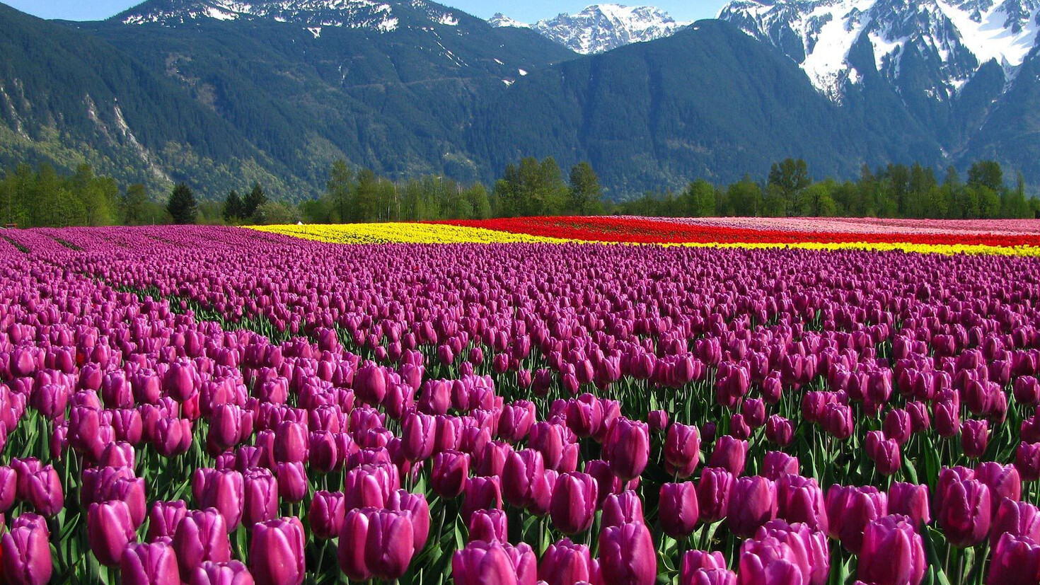Tulip Festival in Kashmir: A Complete Guide