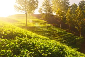 8 days Kerala tour