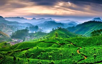 Munnar-Kerala