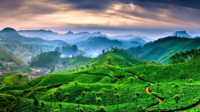 Munnar Travel Guide: Tea Gardens, Trekking & More – The Ultimate Escape