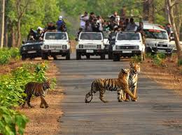 Top National Parks & Wildlife Sanctuaries in Karnataka