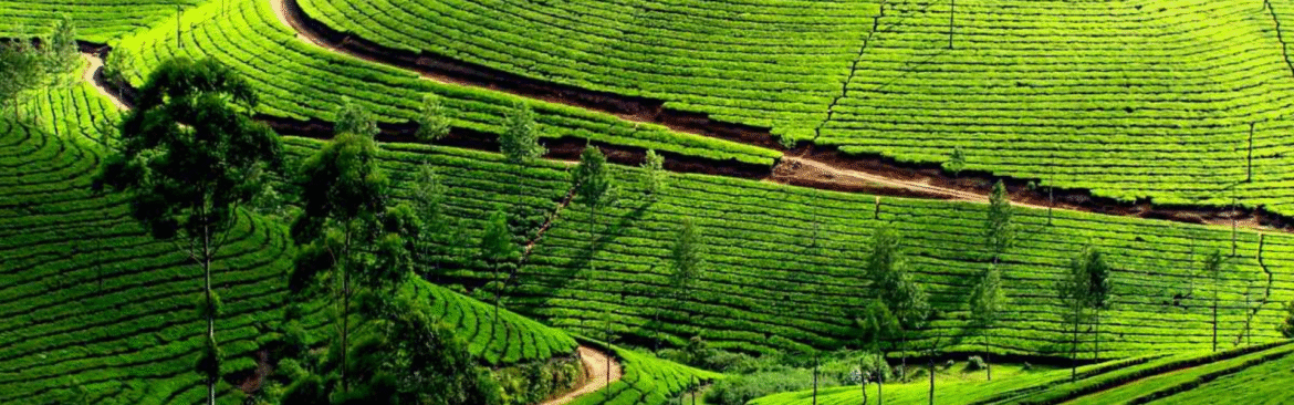 Kerala Tourist Places- A Complete Travel Guide to Gods Own Country