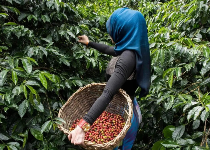 Coorg vs Chikmagalur