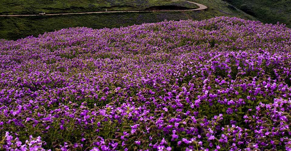 Neelakurinji Bloom