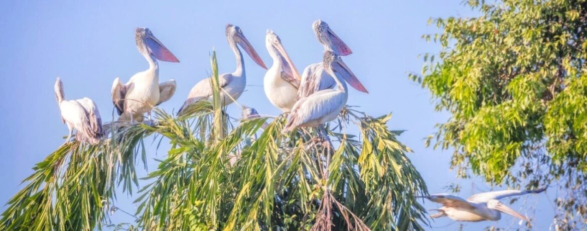 Best Jungle Resorts in Karnataka for a Wild Escape