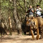 How to book North India Wildlife Safari Tours with Accommodation cheaper 3 North India Wildlife Safari Tours with Accommodation