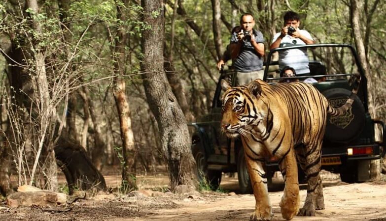 How to book North India Wildlife Safari Tours with Accommodation cheaper 23 North India Wildlife Safari Tours with Accommodation