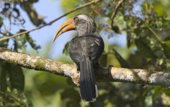 Beginner’s Guide to Bird Watching in Kerala for 1st time
