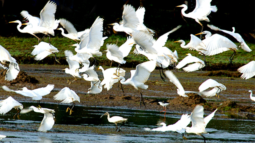 Why Kerala Is One of India’s Best Bird Watching Destinations