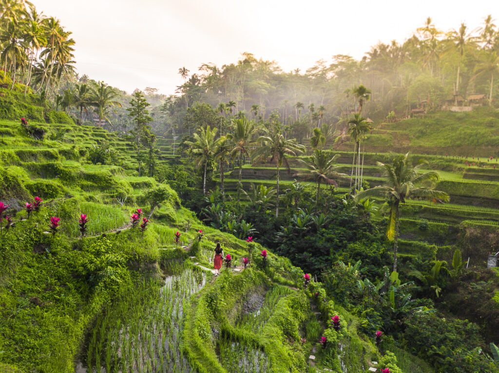Bali travel guide for Indian travellers-your friendly expert playbook 3 Bali travel guide for Indian travellers rice terraces Ubud