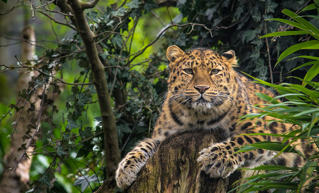 Kabini wildlife safari experience