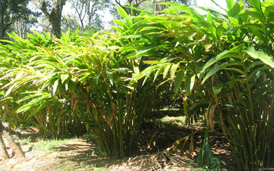 thekkady spice plantations