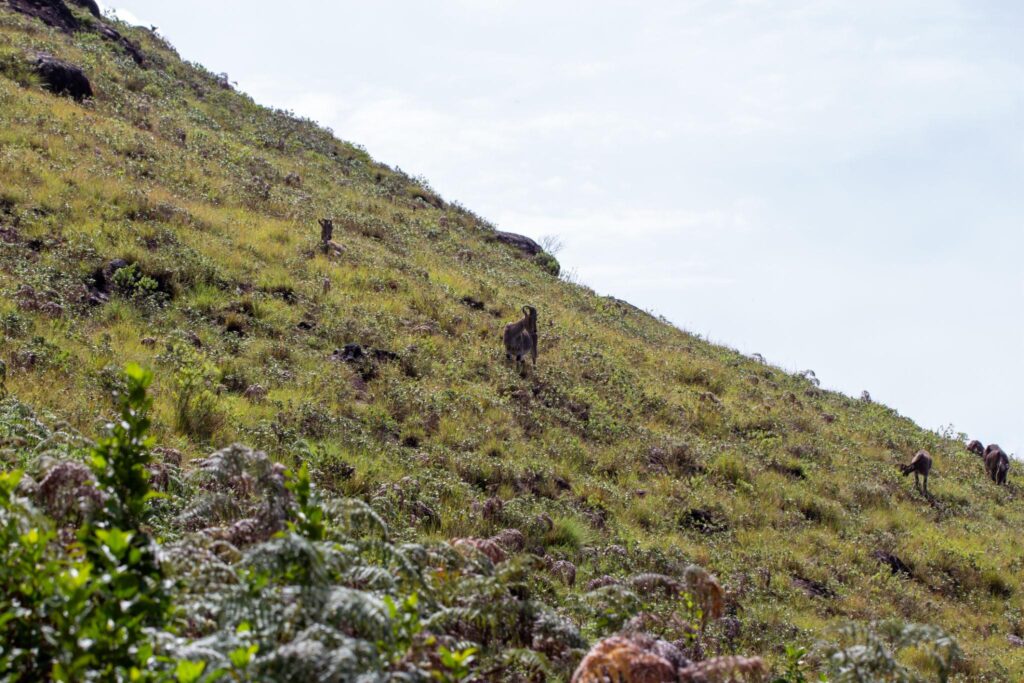 Nilgiri tahr roaming around the Eravikulam National Park