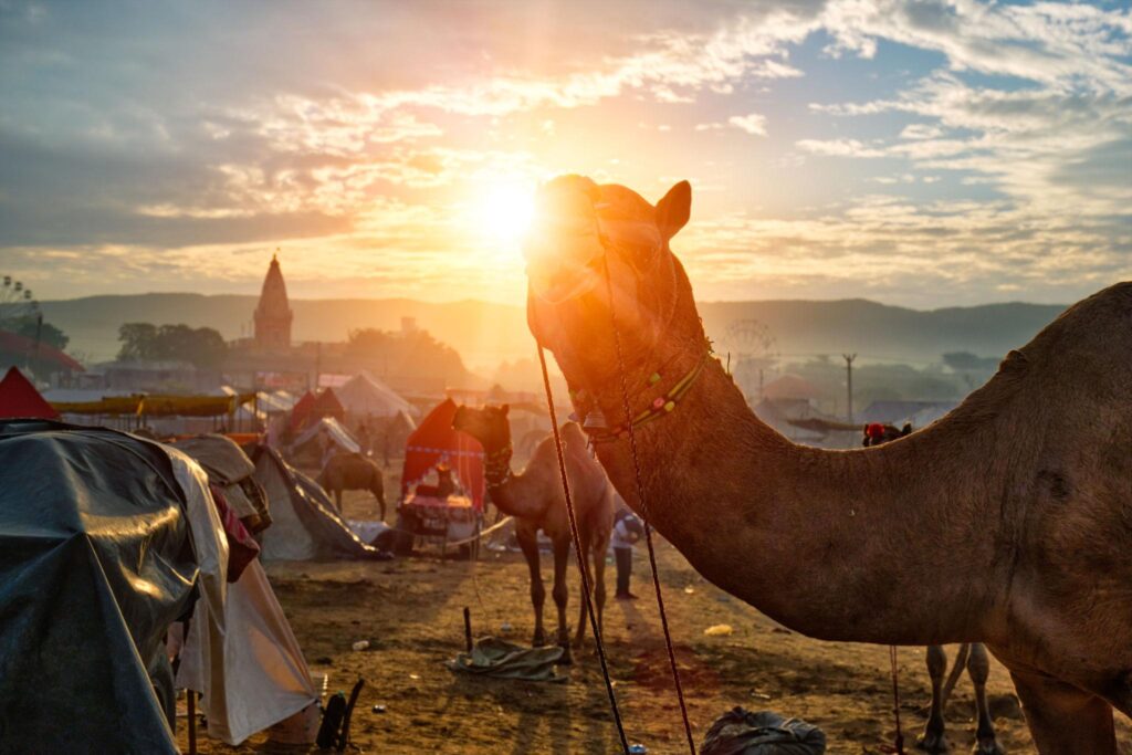 what is the Best Time to Visit India from UK? 30 pushkar