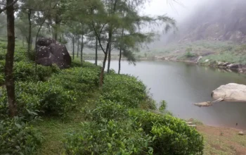 tourist attractions in Vagamon — Vagamon Lake dawn reflection pine forest mirror surface