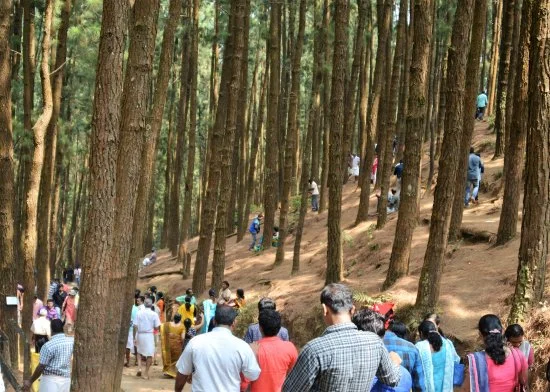 What to see in Vagamon: 12 Ultimate Places to Visit in Kerala's Scotland 16 tourist attractions in Vagamon — Pine Forest misty morning canopy walk Kerala