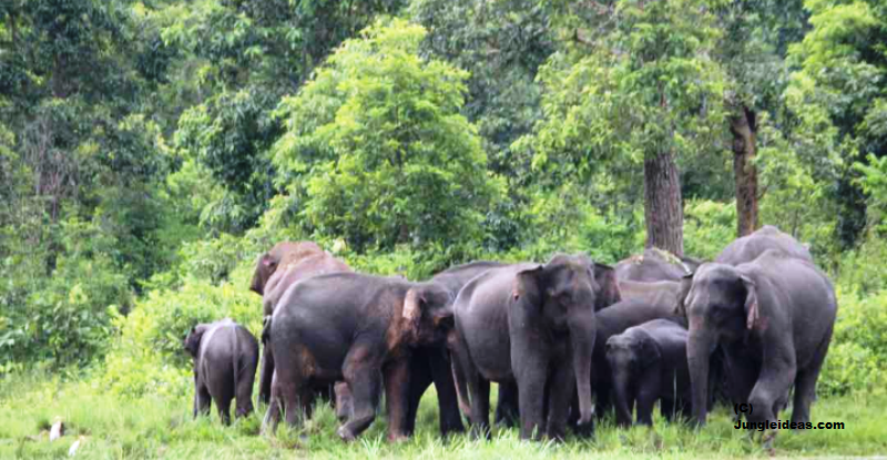 What to see in Wayanad: 13 Incredible Places to Explore 22 Wild elephants at Wayanad Wildlife Sanctuary jeep safari — Kerala nature tourism